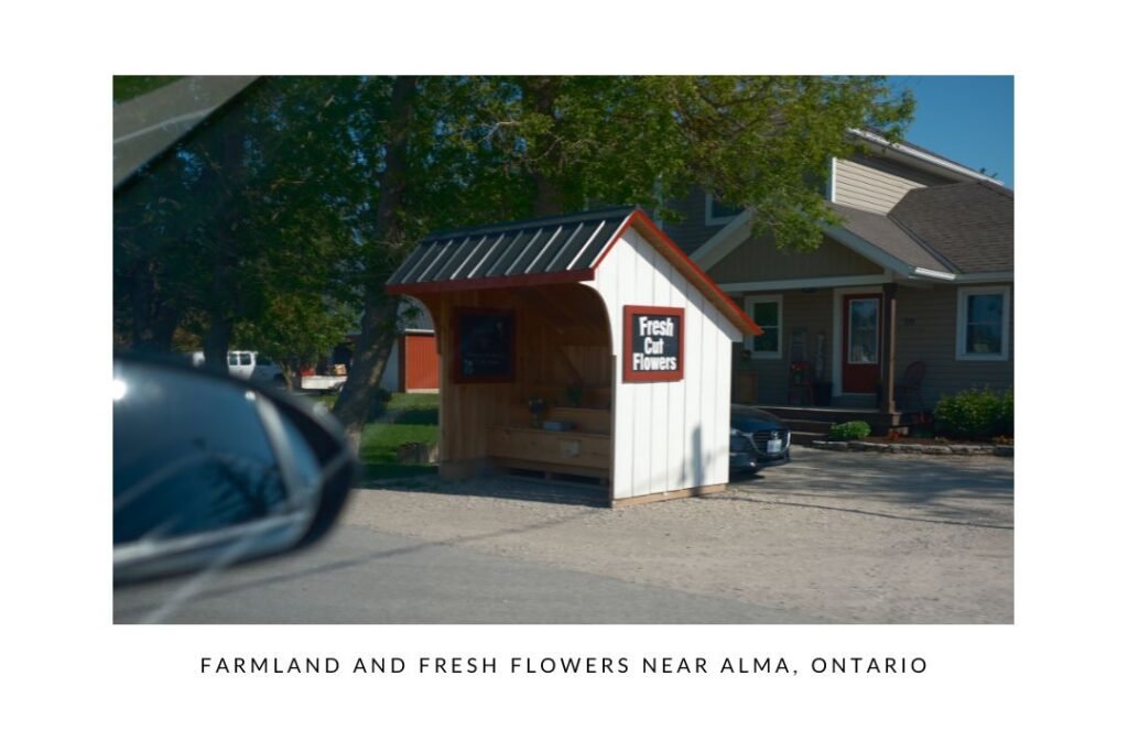 Farmland and fresh flowers near Alma, Ontario